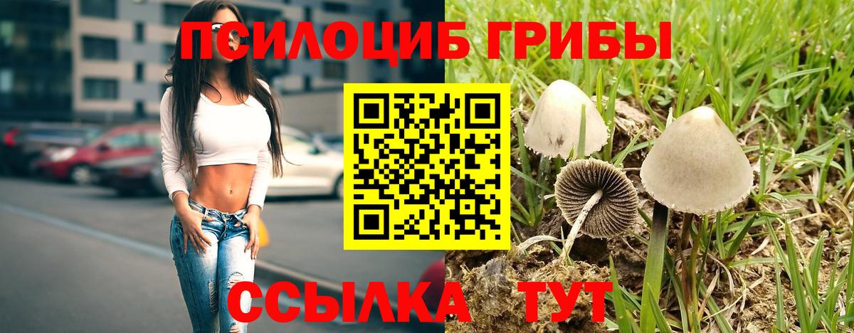 Псилоцибиновые грибы Psilocybe Гагарин